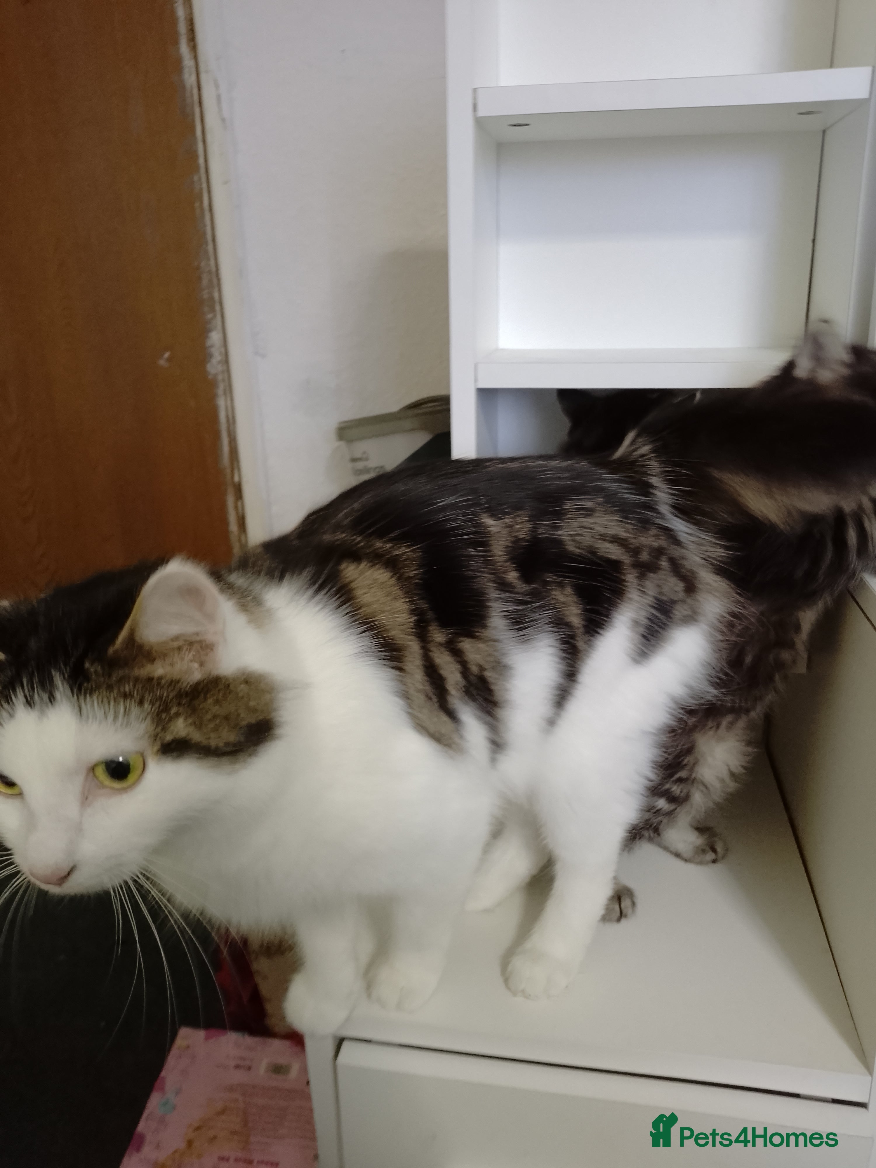 Mixed Breed cats Kittens for sale £70 each  - Advert 1