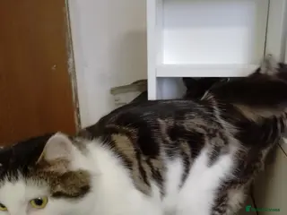 Mixed Breed cats Kittens for sale £70 each - Advert 13