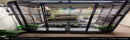 Mixed Breed birds for sale: Indoor rainforest aviary and Indian ringneck  in Derby - Advert 2