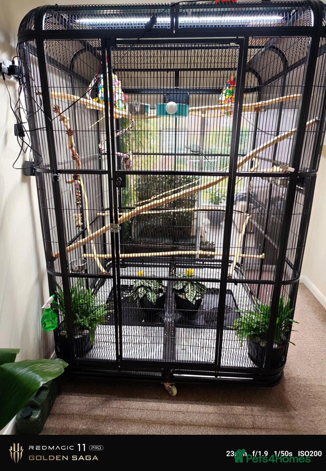 Mixed Breed birds for sale: Indoor rainforest aviary and Indian ringneck  in Derby - Advert 2