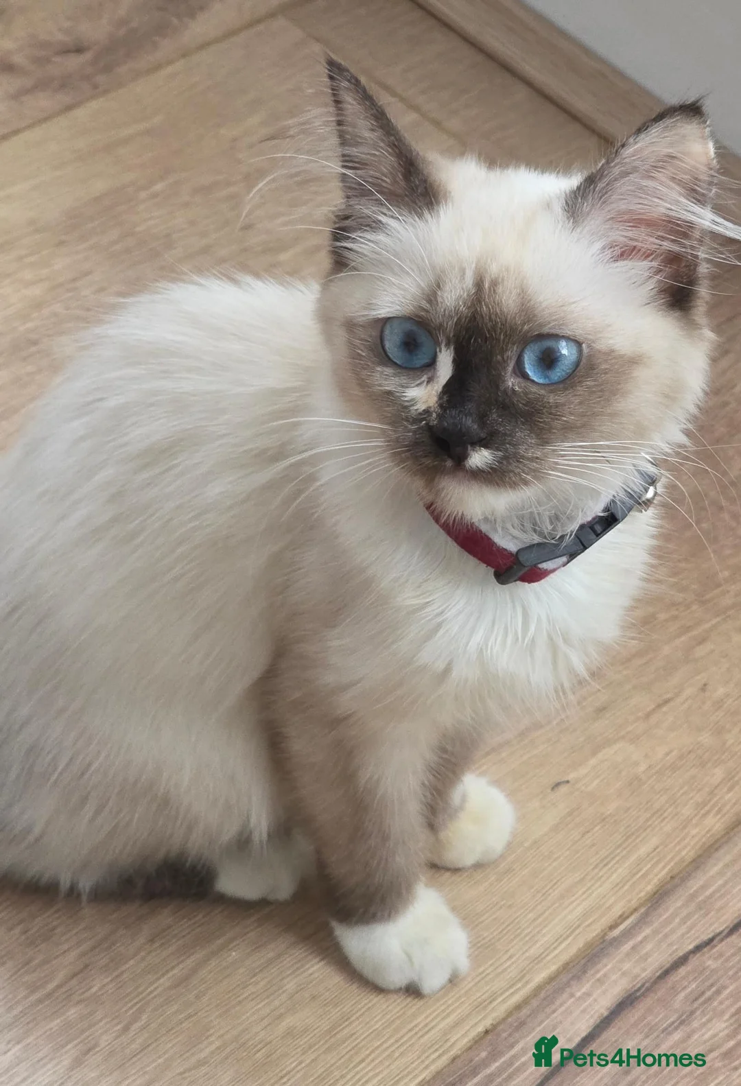 Siberian cats for sale: Siberian Neva Masquerade Female kitten in London - Advert 1