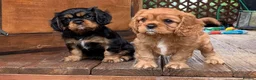 Cavalier King Charles Spaniel dogs for sale: Affectionate Cavalier King Charles Spaniel Puppies in Bolton - Advert 7