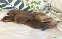 Dachshund dogs for sale: Dachshund  - Image 6