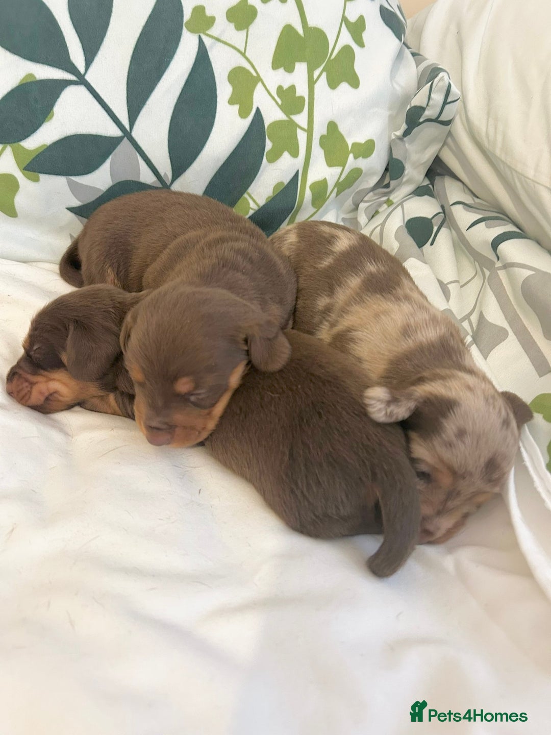 Dachshund dogs for sale: Dachshund  - Image 6