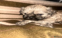 Shih Tzu dogs for sale: shihtzu  - Image 8