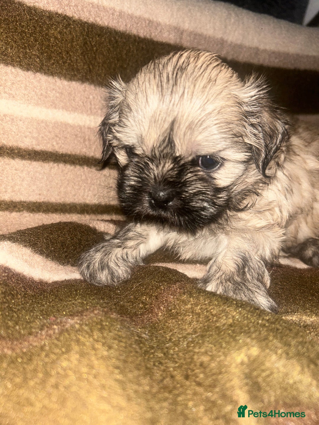 Shih Tzu dogs for sale: shihtzu  - Image 8