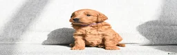 Mini Goldendoodle dogs for sale: BEAUTIFUL MINI GOLDENDOODLES  - Advert 4