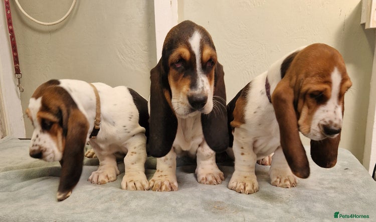 Basset Hound dogs - Advert 1