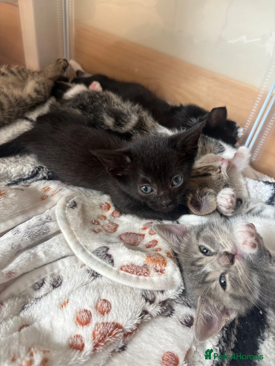 Mixed Breed cats for sale: Kittens  in Bradford - Advert 1