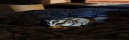 Sugar Glider rodents for sale: 3 male sugar gliders  - Advert 3