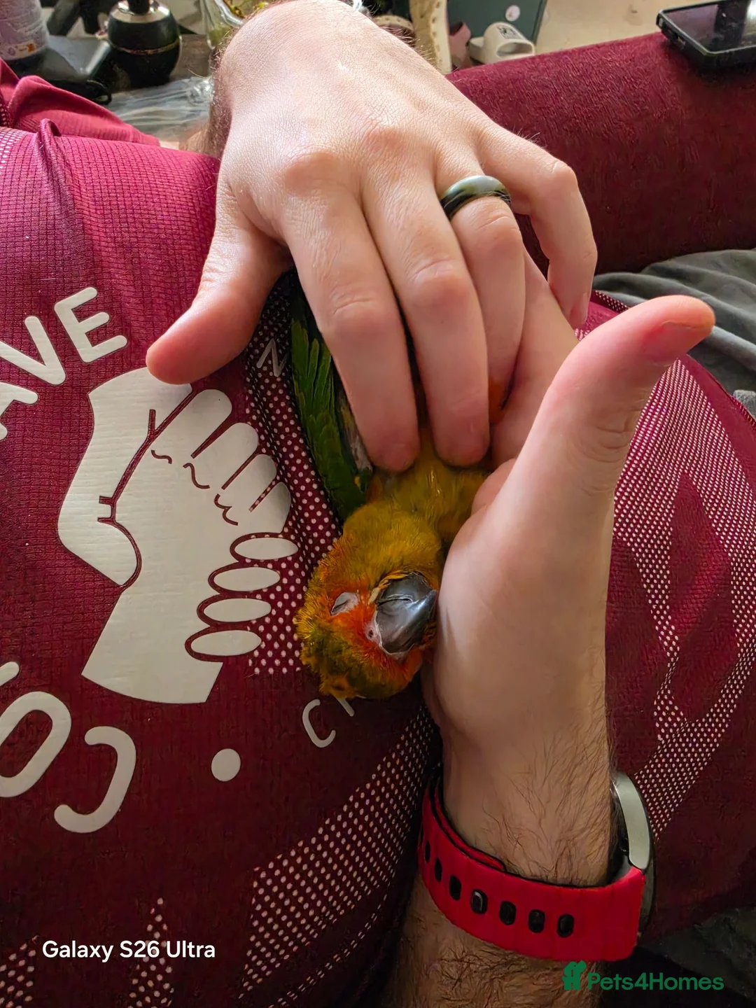 Conures birds for sale: 10 Week old silly tame male Sun Conure, ready  - Advert 2