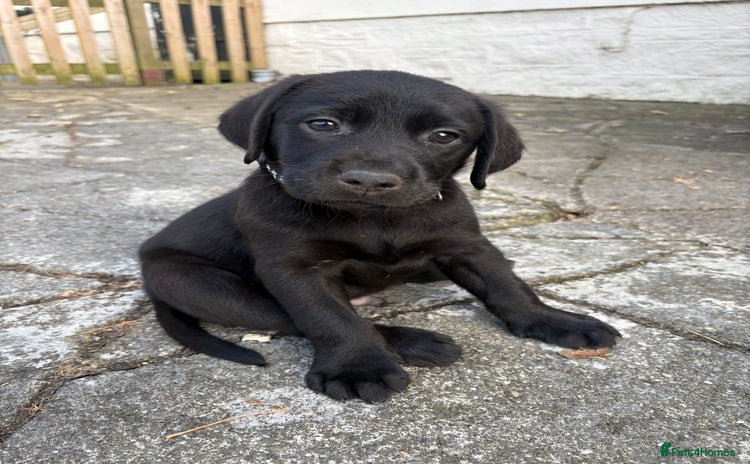 Labrador Retriever dogs - Advert 1