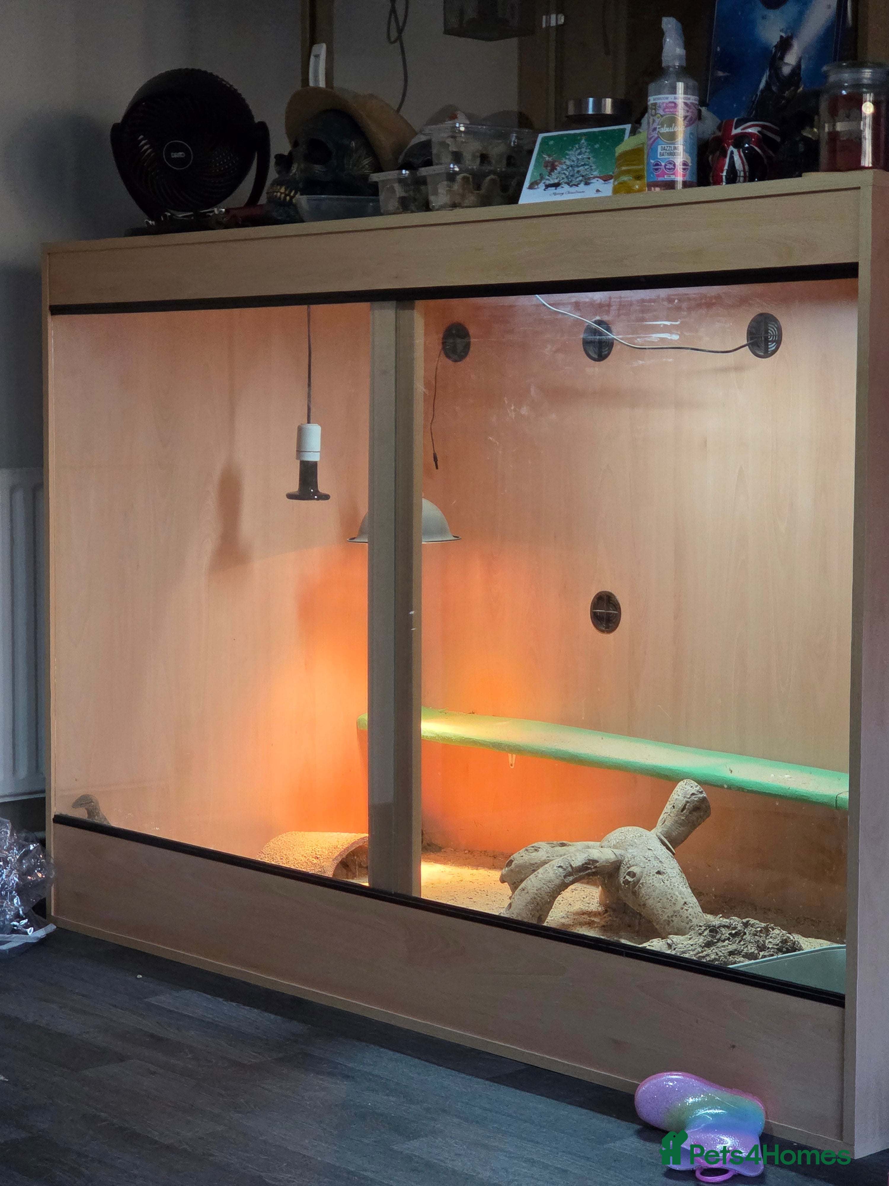 Monitor reptiles Ackie monitor and viv - Advert 2