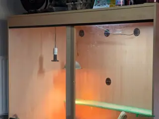 Monitor reptiles Ackie monitor and viv - Advert 6