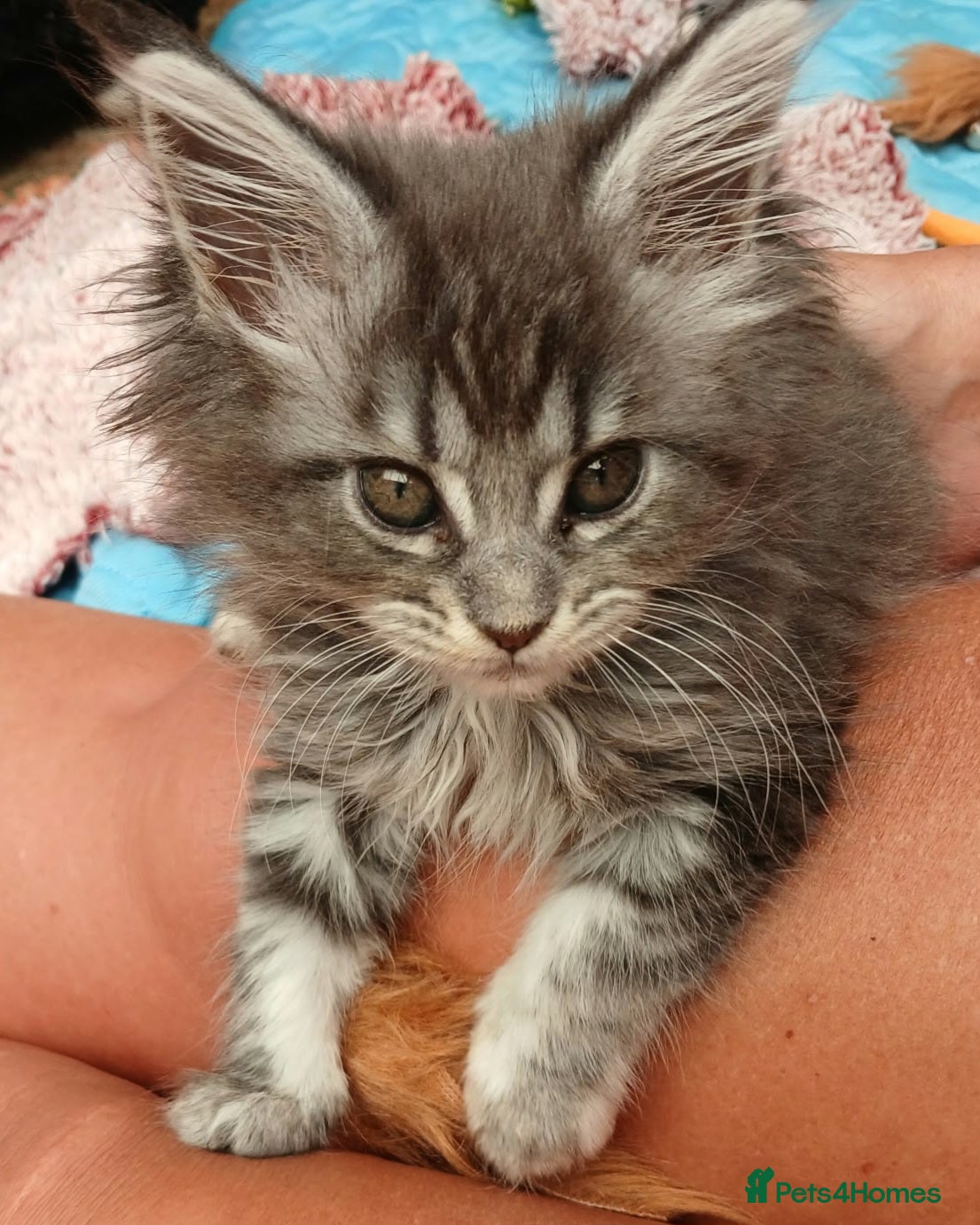 Maine Coon cats Main Coon Kittens - Advert 2