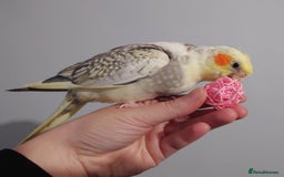 Cockatiels birds for sale: Hand reared silly tame DNA sexed baby cockatiels  - Image 7