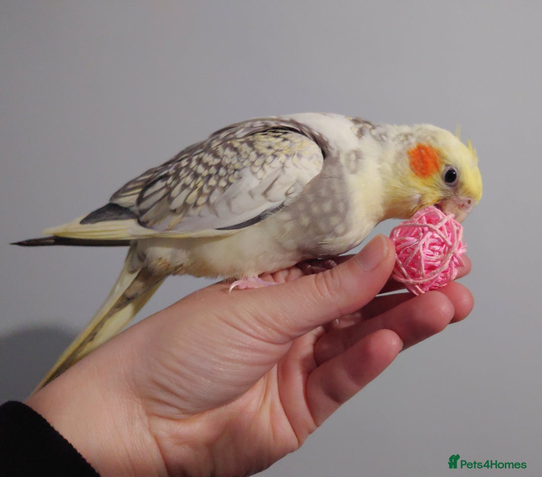 Cockatiels birds for sale: Hand reared silly tame DNA sexed baby cockatiels  - Image 7