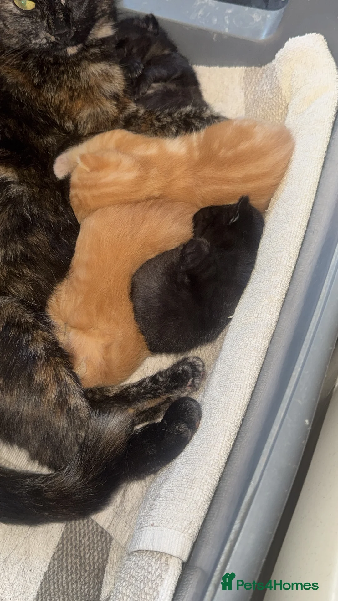 Mixed Breed cats for sale: 2 mixed breed Ginger male kittens  - Advert 2