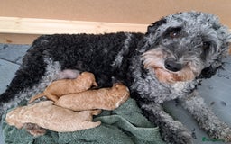 Cavapoo dogs for sale: 3 Gorgeous Cavapoo puppies - Image 10