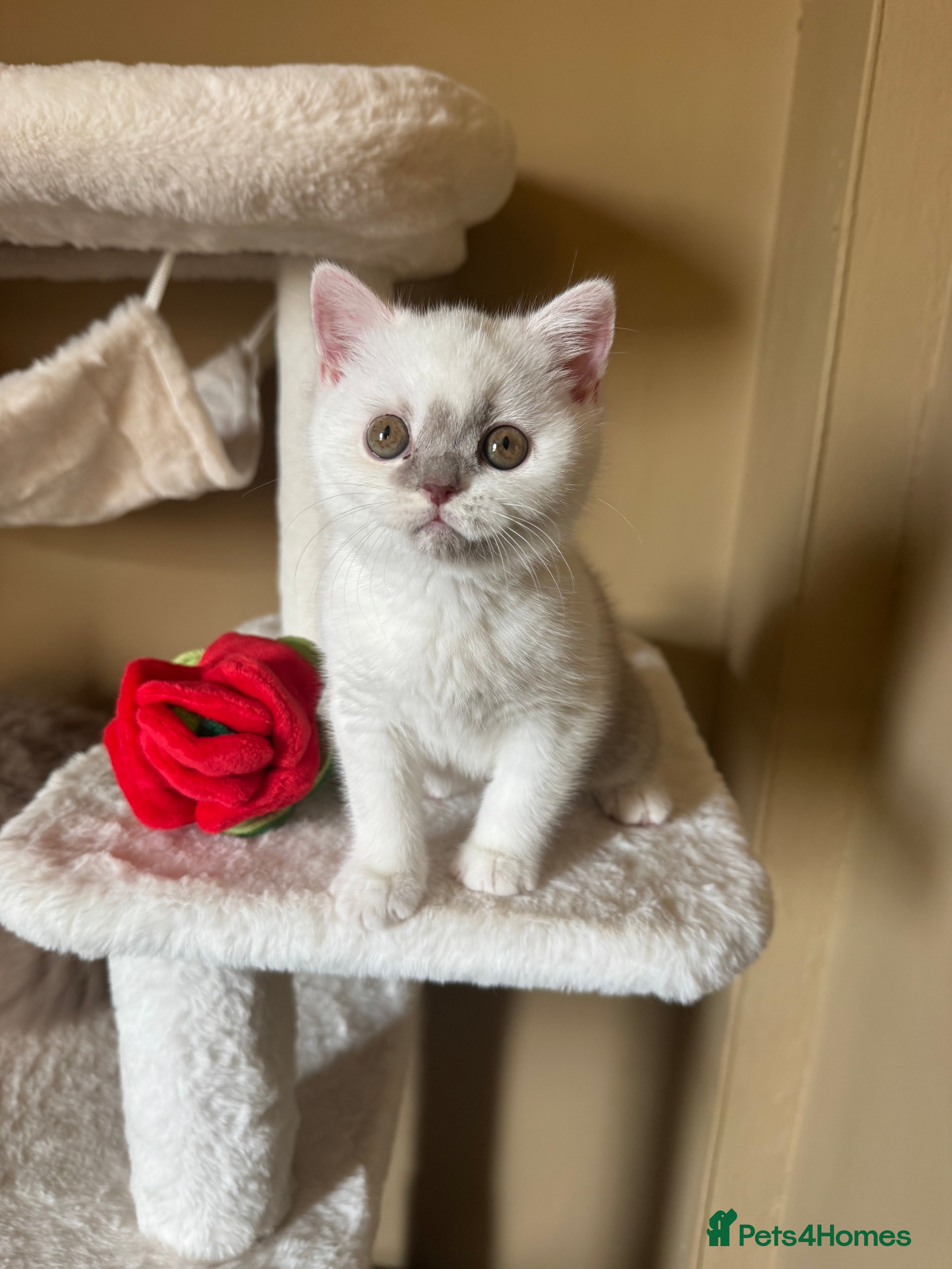 British Shorthair cats Tica reg lilac and white bsh  - Advert 13