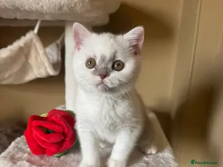 British Shorthair cats Tica reg lilac and white bsh - Advert 13