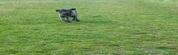 Mastiff dogs for sale: English mastiff - Advert 4