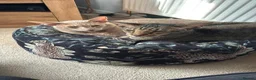 Oriental cats for sale: 2 beautiful friendly oriental cats - Advert 1
