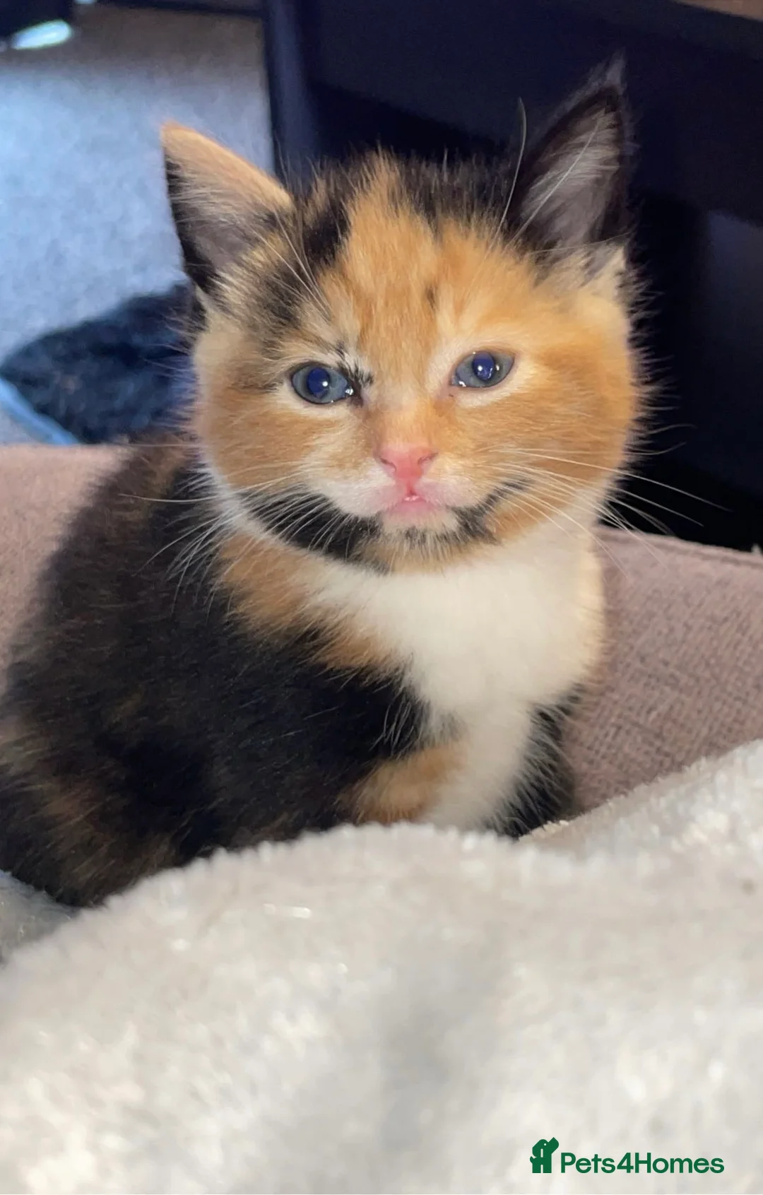 Mixed Breed cats for sale: Female cat free to a good home - Advert 3