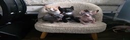 Sphynx cats for sale: Adorable Male Kitten – Sphynx x Devon Rex Cross - Advert 6
