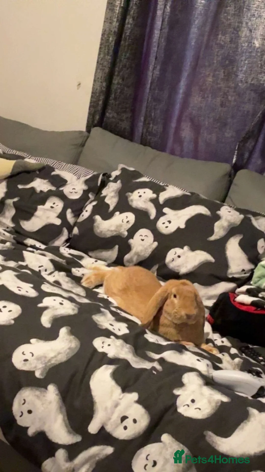 French Lop rabbits for sale: Cute french lop looking for a nice friendly home  - Advert 2