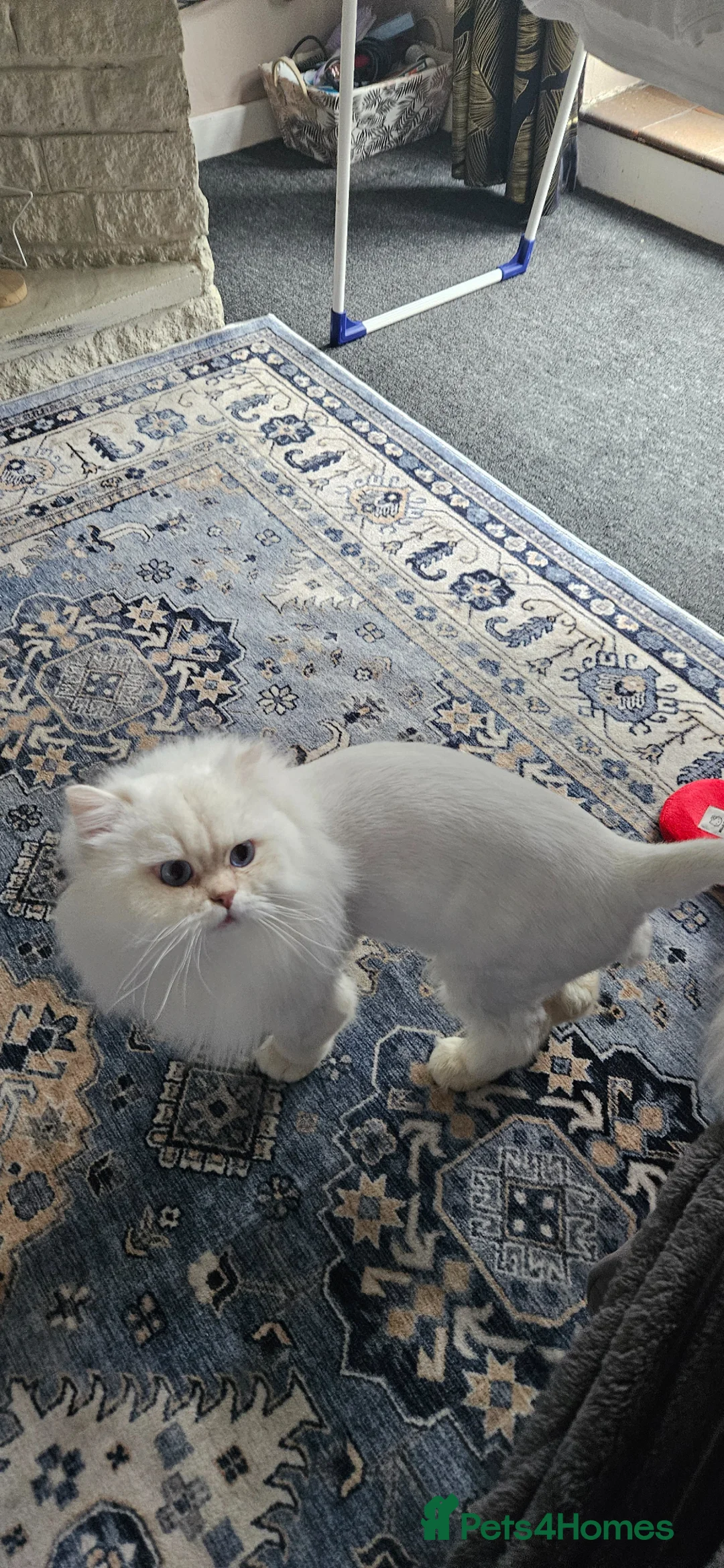 British Longhair cats for sale: Stunning Pedigree British Longhair – Male, 1 Year in Telford - Advert 2