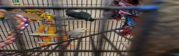 Lovebirds birds for sale: A male and female lovebirds  - Advert 3