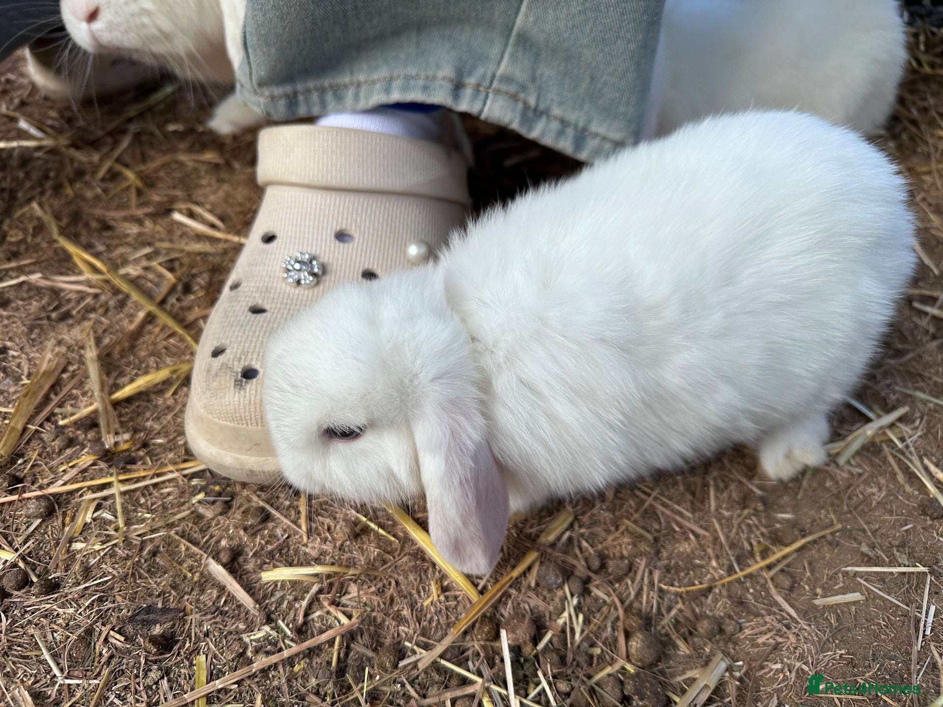 Mini Lop rabbits BEW ( Blue eyed white) mini lops for sale - Advert 2