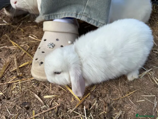 Mini Lop rabbits for sale: BEW ( Blue eyed white) mini lops for sale - Advert 2