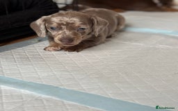 Miniature Dachshund dogs for sale: Beautiful kc mini dachshunds  - Image 9