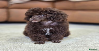 Toy Poodle dogs - Advert 13