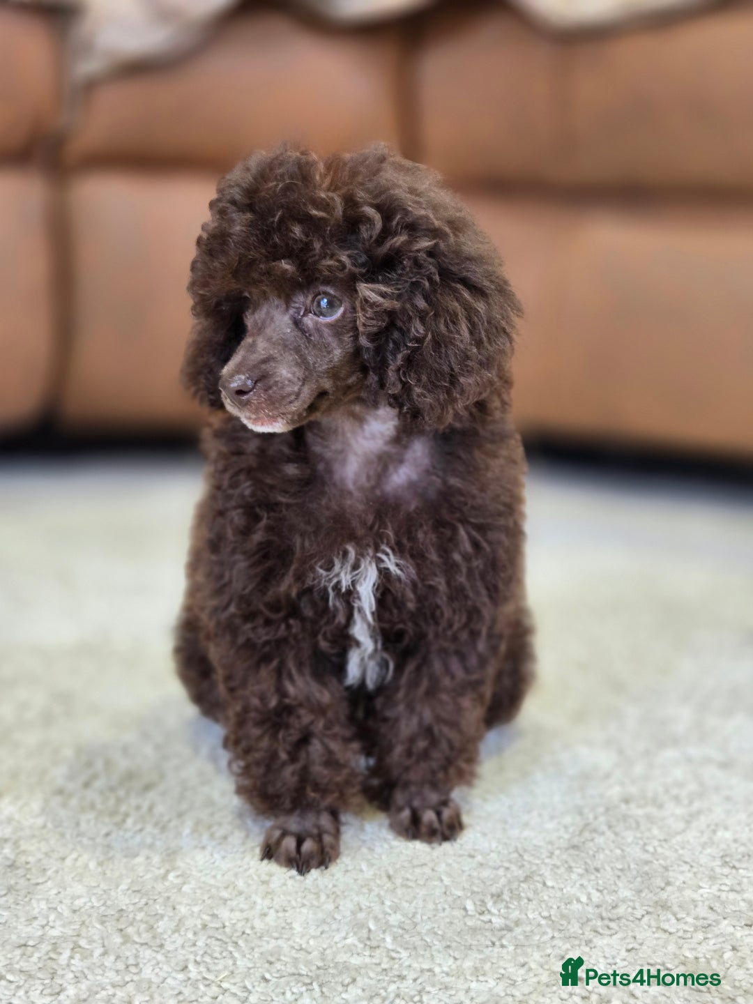 Toy Poodle dogs for sale: Gorgeous Tiny Toy Poodle Pups  - Image 2
