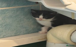 Mixed Breed cats for sale: Kittens for sale  - Image 12