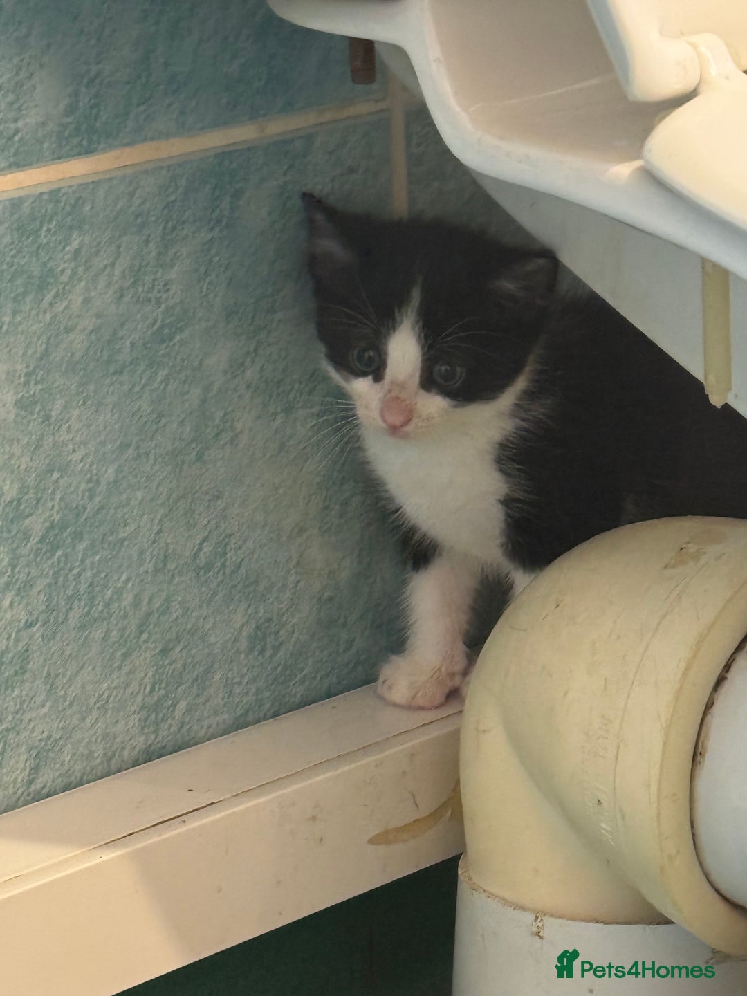 Mixed Breed cats for sale: Kittens for sale  - Image 12