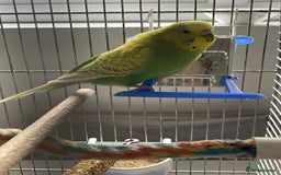 Budgerigars birds for sale: BABY BUDGIES FOR SALE  - Image 5