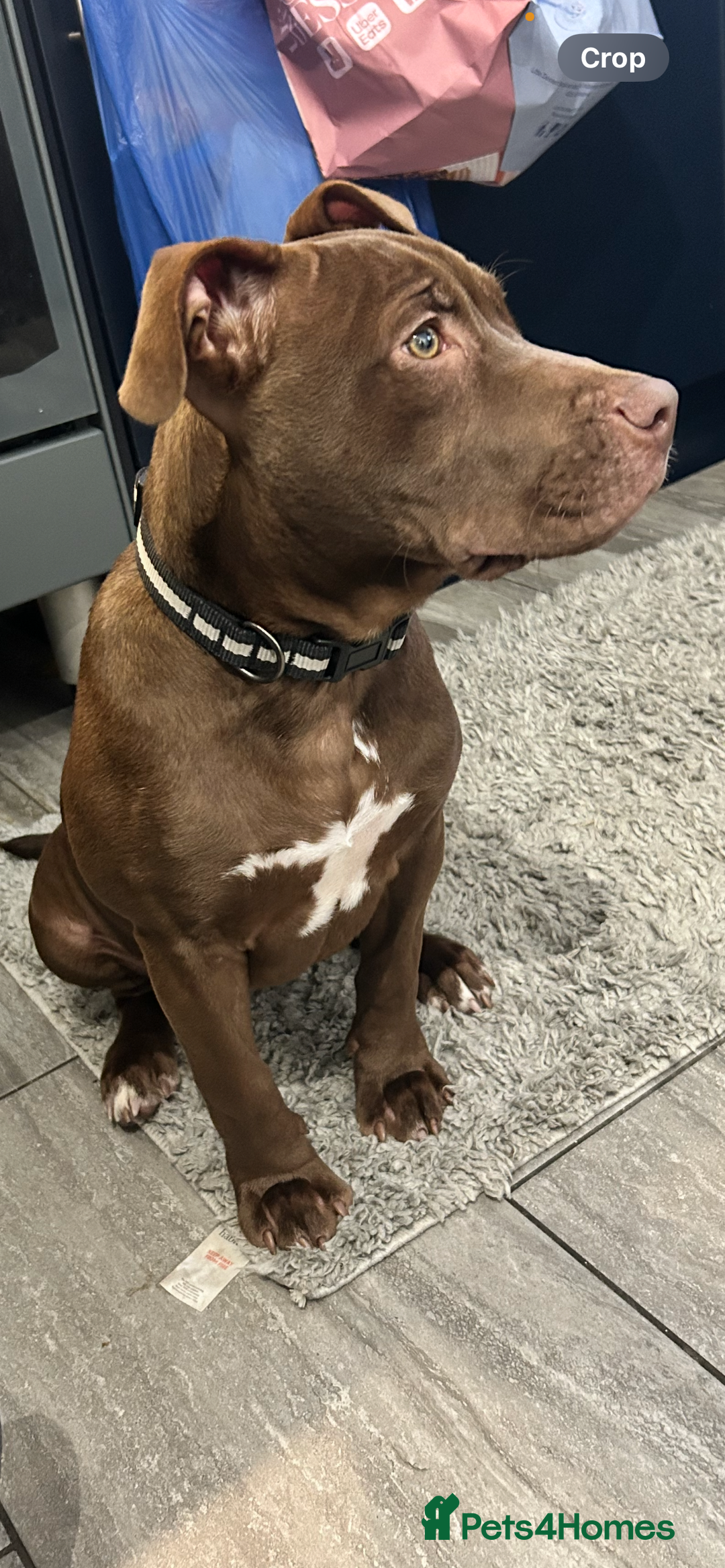 Mixed Breed dogs for sale: Bully cross puppy - Advert 3