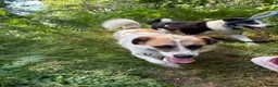 Mixed Breed dogs for adoption: Billy - Norwich Norfolk  in Norwich - Advert 5