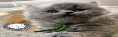 British Longhair Kitten 1 boy 