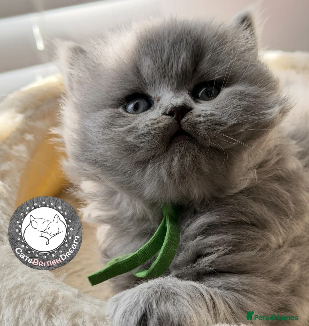 British Shorthair cats for sale: Exception quality,Champion bloodlines GCCF/TICA🏆 - Advert 11