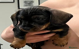 Miniature Dachshund dogs for sale: Miniature Dachshund - Image 3