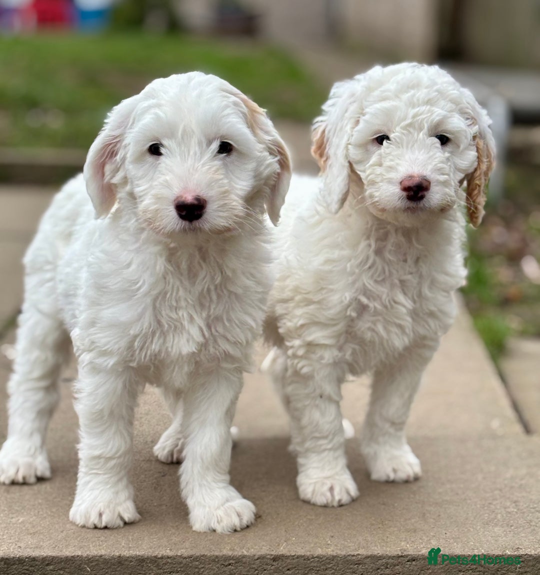 Australian Labradoodle dogs for sale: Exceptionally bred for Health! Temperament! Looks! - Advert 2
