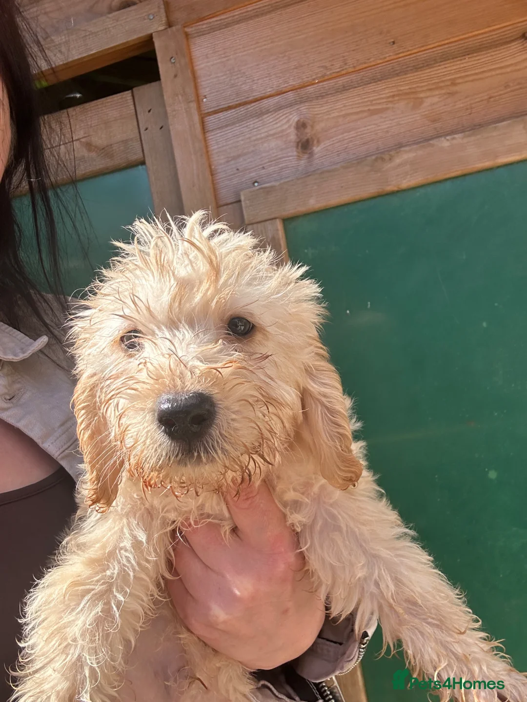Labradoodle dogs for sale: F2 labradoodle  - Advert 8