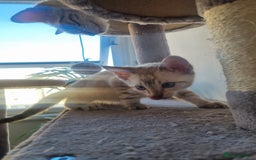 Bengal cats for sale: Snow Boy Ready to go - Image 2