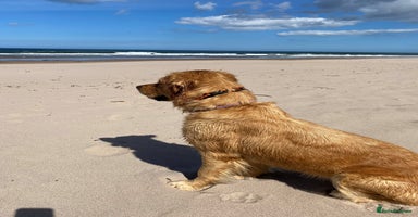 Golden Retriever dogs - Advert 2