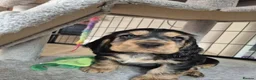 Cocker Spaniel dogs for sale: ​Gorgeous Cocker Spaniel Puppies Sna health tested - Advert 38